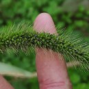 Setaria faberi Herm.Setaria faberi Herm.