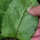 Scrophularia auriculata L.Scrophularia auriculata L.