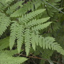 Thelypteris palustris SchottThelypteris palustris Schott