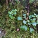 Saxifraga spathularis Brot.Saxifraga spathularis Brot.