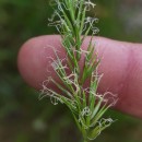 Anthoxanthum odoratum L.Anthoxanthum odoratum L.