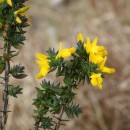 Genista anglica L.Genista anglica L.