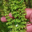 Rumex crispus L.Rumex crispus L.