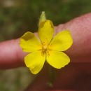 Halimium lasianthum (Lam.) Spach subsp. alyssoides (Lam.) GreuterHalimium lasianthum (Lam.) Spach subsp. alyssoides (Lam.) Greuter