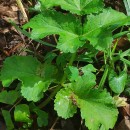 Heracleum sphondylium L. subsp. sphondyliumHeracleum sphondylium L. subsp. sphondylium