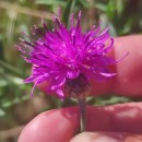 Centaurea limbata Hoffmanns. & LinkCentaurea limbata Hoffmanns. & Link
