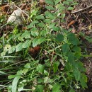 Fraxinus angustifolia Vahl subsp. angustifoliaFraxinus angustifolia Vahl subsp. angustifolia
