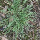 Centaurea limbata Hoffmanns. & LinkCentaurea limbata Hoffmanns. & Link