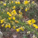 Ulex europaeus L. subsp. europaeusUlex europaeus L. subsp. europaeus