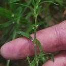 Polygonum aviculare L. subsp. aviculare .Polygonum aviculare L. subsp. aviculare .