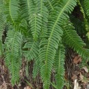 Struthiopteris spicant (L.) WeissStruthiopteris spicant (L.) Weiss