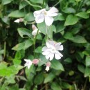 Silene latifolia Poir.Silene latifolia Poir.