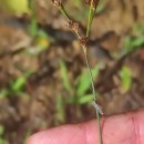 Juncus tenuis Willd.Juncus tenuis Willd.