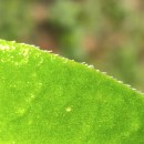 Vinca major L.Vinca major L.