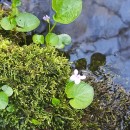 Viola palustris L.Viola palustris L.