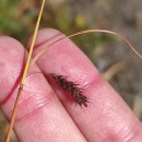 Carex binervis Sm.Carex binervis Sm.