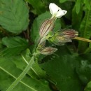 Silene latifolia Poir.Silene latifolia Poir.