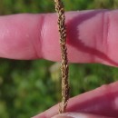 Sporobolus indicus (L.) R. Br.Sporobolus indicus (L.) R. Br.