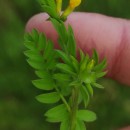 Ornithopus compressus L.Ornithopus compressus L.