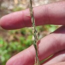 Molinia caerulea (L.) MoenchMolinia caerulea (L.) Moench