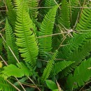 Struthiopteris spicant (L.) WeissStruthiopteris spicant (L.) Weiss