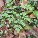 Angelica sylvestris L.Angelica sylvestris L.