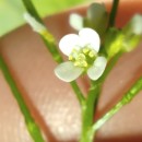 Cardamine flexuosa With.Cardamine flexuosa With.