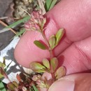 Polycarpon tetraphyllum (L.) L. subsp. diphyllum (Cav.) O. Bolòs & Font QuerPolycarpon tetraphyllum (L.) L. subsp. diphyllum (Cav.) O. Bolòs & Font Quer