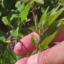 Solanum dulcamara L.Solanum dulcamara L.