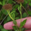 Pulicaria dysenterica (L.) Bernh.Pulicaria dysenterica (L.) Bernh.