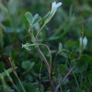 Trifolium subterraneum  L.Trifolium subterraneum  L.