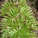 Osmunda regalis L.Osmunda regalis L.