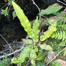 Asplenium scolopendrium L.Asplenium scolopendrium L.