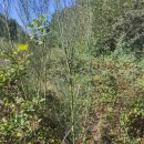 Cytisus striatus (Hill.) Rothm.Cytisus striatus (Hill.) Rothm.