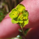 Euphorbia polygalifolia Boiss. & Reut. subsp. hirta (Lange) M. LaínzEuphorbia polygalifolia Boiss. & Reut. subsp. hirta (Lange) M. Laínz