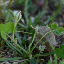 Trifolium subterraneum  L.Trifolium subterraneum  L.
