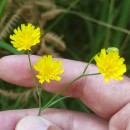 Crepis capillaris (L.) Wallr.Crepis capillaris (L.) Wallr.