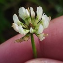 Trifolium repens L.Trifolium repens L.