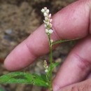 Persicaria maculosa GrayPersicaria maculosa Gray