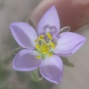 Spergularia capillacea (Kindb.) Willk.Spergularia capillacea (Kindb.) Willk.