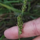 Echinochloa crus-galli (L.) Beauv.Echinochloa crus-galli (L.) Beauv.