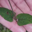 Teucrium scorodonia L.Teucrium scorodonia L.