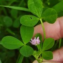 Trifolium resupinatum L.Trifolium resupinatum L.