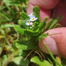 Myosotis secunda A. MurrayMyosotis secunda A. Murray