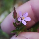 Geranium purpureum Vill.Geranium purpureum Vill.