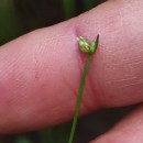 Isolepis cernua (Vahl) Roem. & Schult.Isolepis cernua (Vahl) Roem. & Schult.