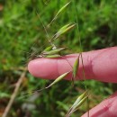 Avena barbata Pott subsp. barbataAvena barbata Pott subsp. barbata