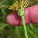 Hypochaeris radicata L.Hypochaeris radicata L.
