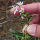 Solanum chenopodioides Lam.Solanum chenopodioides Lam.