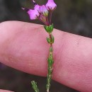 Erica umbellata L.Erica umbellata L.